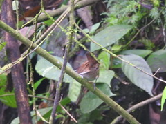 Cantorchilus nigricapillus