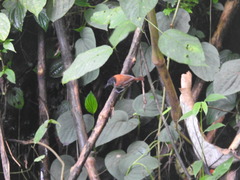 Cantorchilus nigricapillus