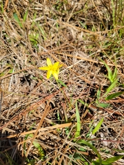 Hypoxis juncea