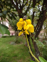Senna didymobotrya