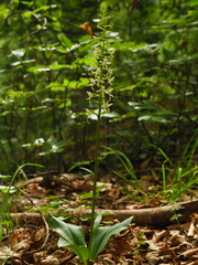 Platanthera bifolia