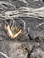 Precis ceryne ceryne