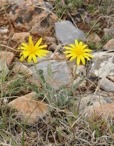 Ida's Salsify