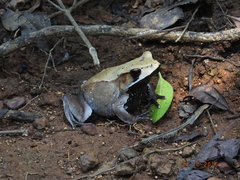 Clinotarsus curtipes