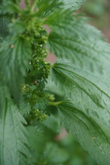 Urtica urens