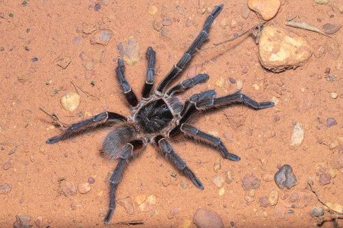 Natal Brown Birdeater