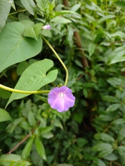 Ipomoea dumetorum