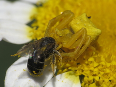 Thomisus onustus