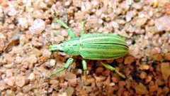 Phaops thunbergii
