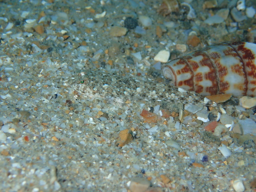Risso’s dragonet balığı