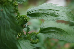 Urtica urens
