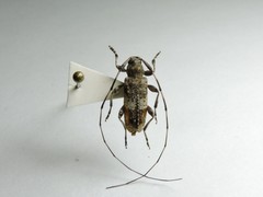 Acanthocinus griseus