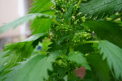 Urtica urens