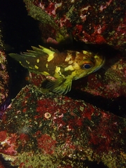 Sebastes chrysomelas