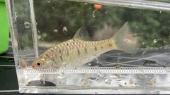 Barbodes semifasciolatus