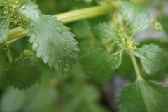 Urtica urens