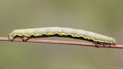 Lycia zonaria