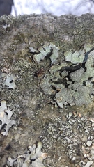 Platybunus
