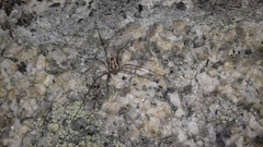 Platybunus