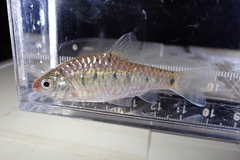Barbodes semifasciolatus