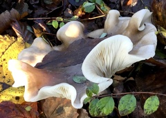 Clitocybe nebularis