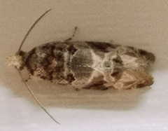Lobesia botrana