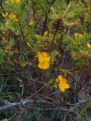 Hypericum aciculare