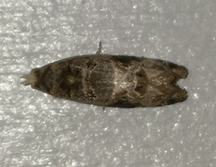 Lobesia botrana