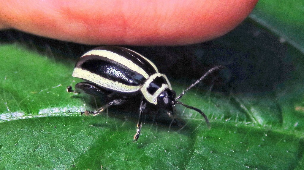 Alagoasa vittata