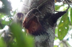 Xiphorhynchus lachrymosus