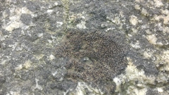 Rhizocarpon distinctum