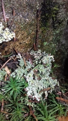 Stereocaulon dactylophyllum