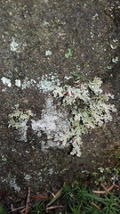 Stereocaulon dactylophyllum