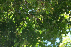 Euploea tulliolus ledereri