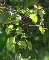 Euploea tulliolus ledereri
