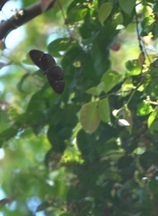 Euploea tulliolus ledereri