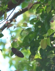 Euploea tulliolus ledereri