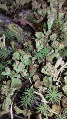 Cladonia cariosa