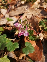 Corydalis caucasica