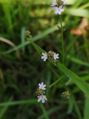 Verbena montevidensis