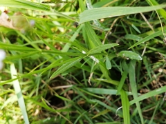 Verbena montevidensis