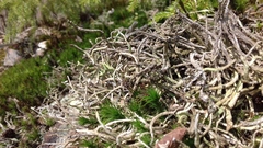 Cladonia rei