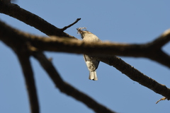 Passeriformes