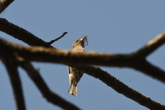 Passeriformes