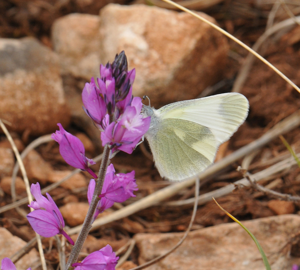 Eastern Wood White