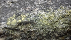 Lecanora polytropa