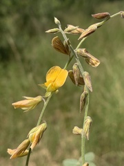 Rhynchosia minima prostrata