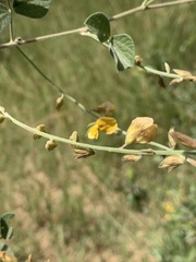 Rhynchosia minima prostrata