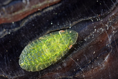 Petalocephala