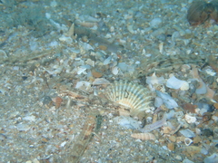Pomatoschistus pictus